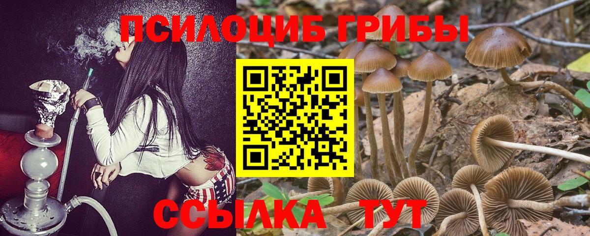 Псилоцибиновые грибы Psilocybine cubensis  Полевской 